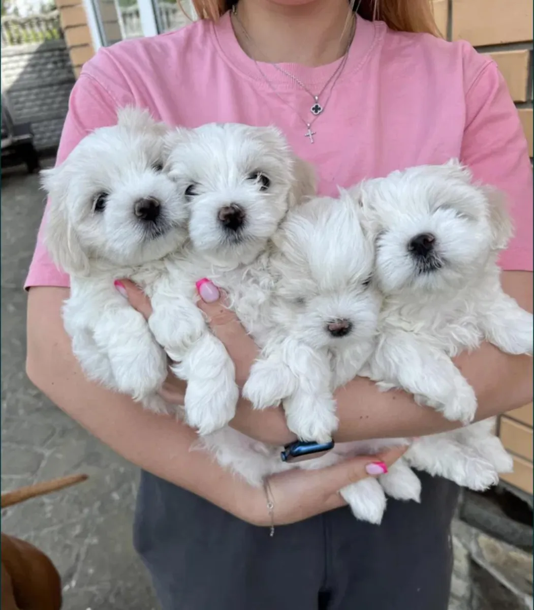 Maltese puppies for free (male and female)