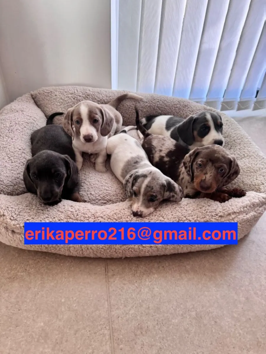 赠送腊肠犬幼犬（公犬和母犬）