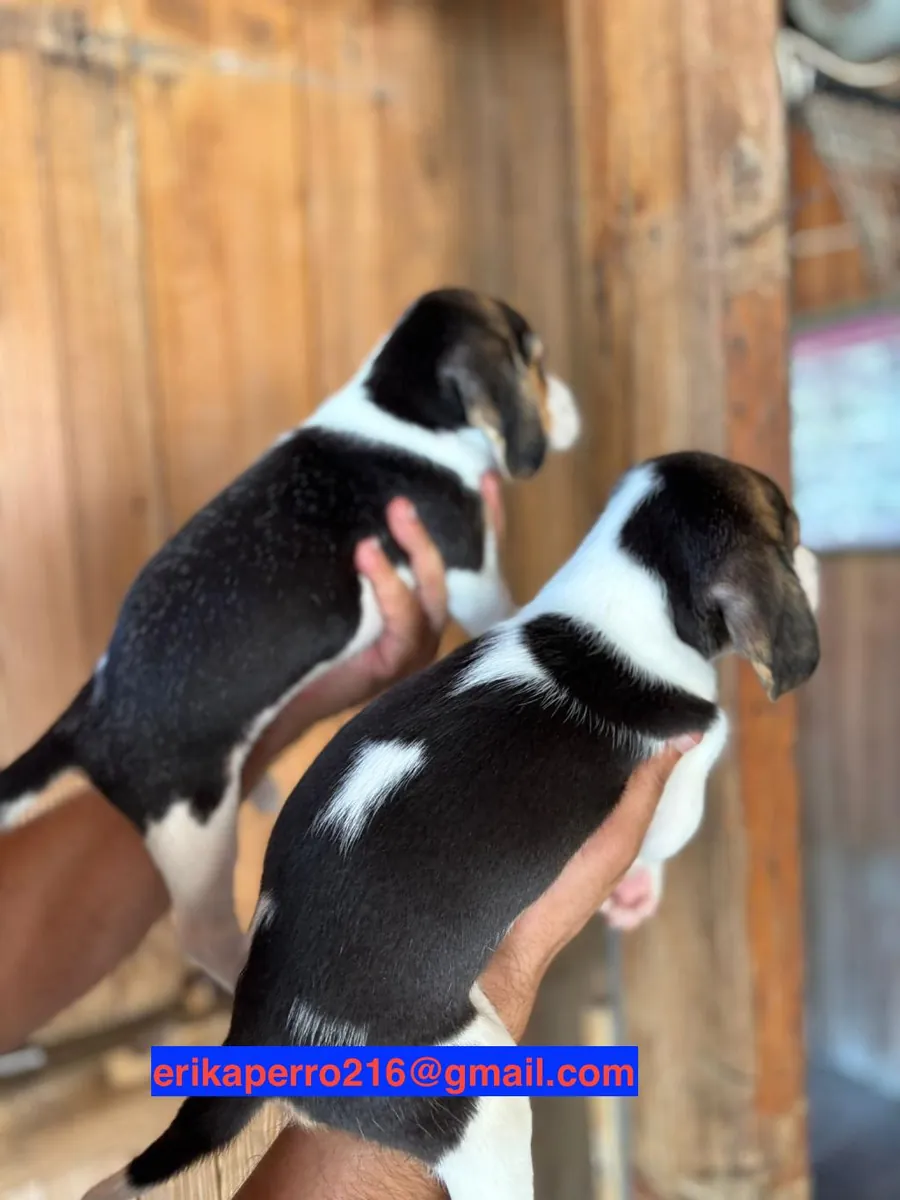 赠送比格犬幼犬（雄性和雌性）
