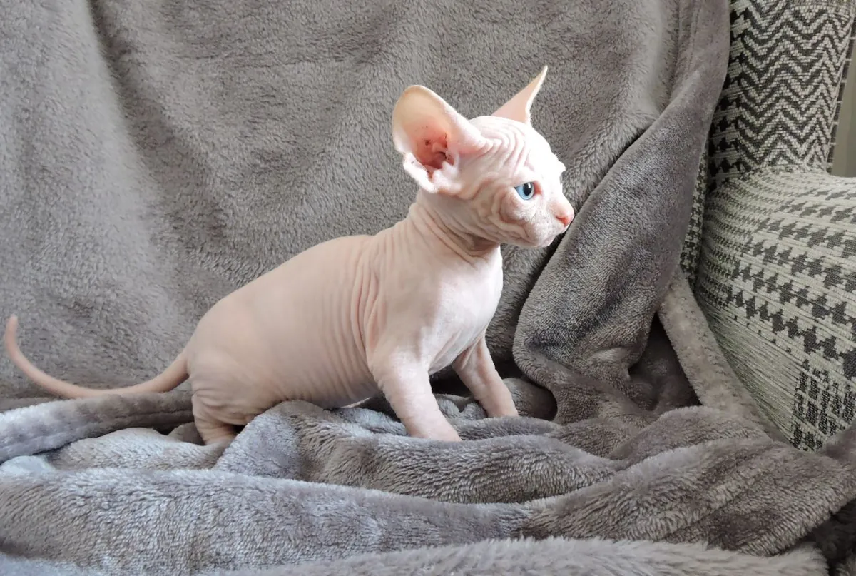 Beautiful Sphynx kittens. whatsapp us for details:+27848239748