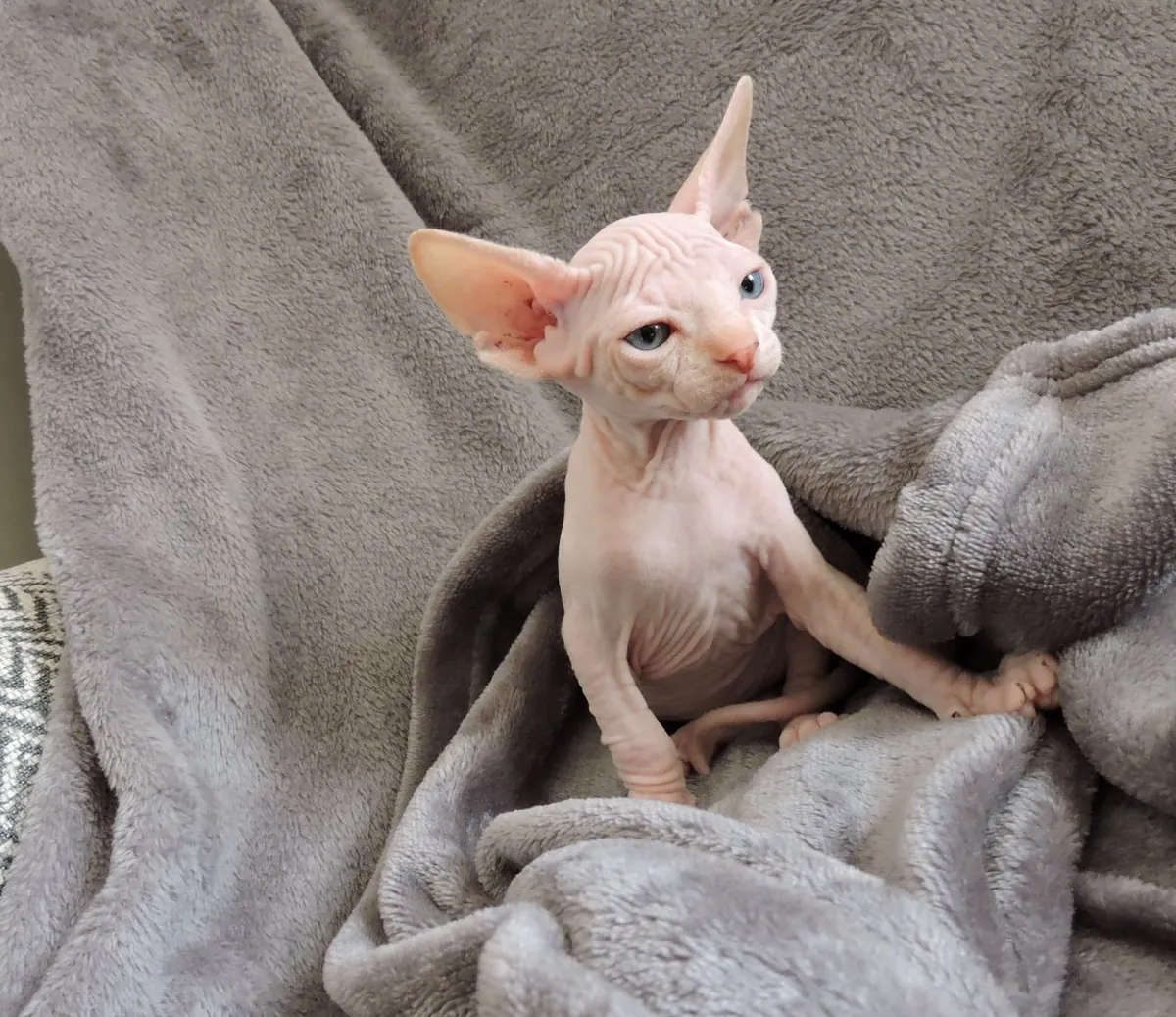 Beautiful Sphynx kittens. whatsapp us for details:+27848239748