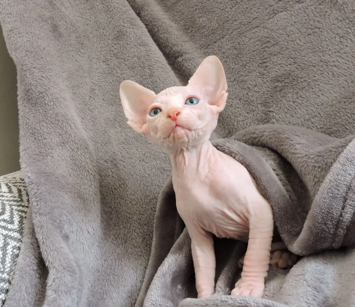 Beautiful Sphynx kittens. whatsapp us for details:+27848239748