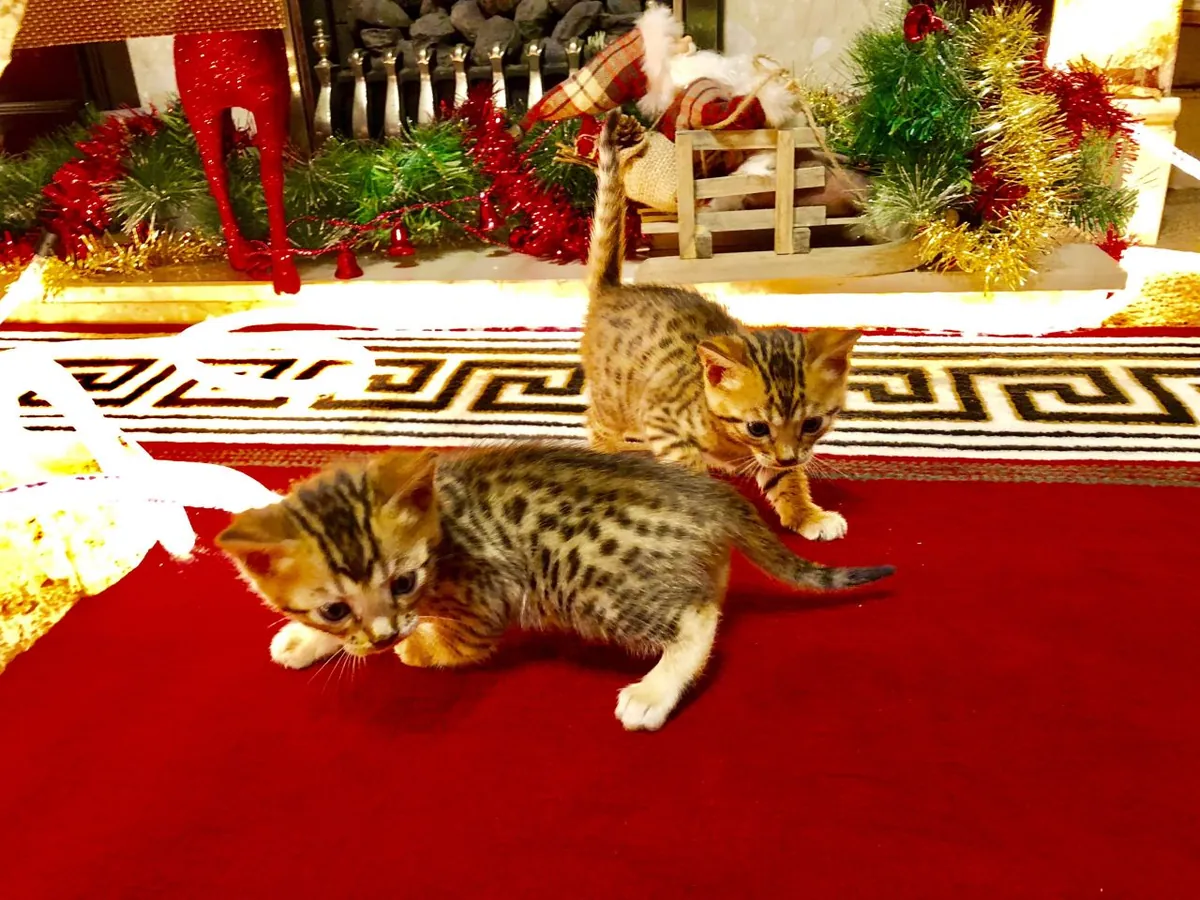 Adorables chatons du Bengale disponibles. Contactez-nous par WhatsApp pour plus d'informations : +27848239748