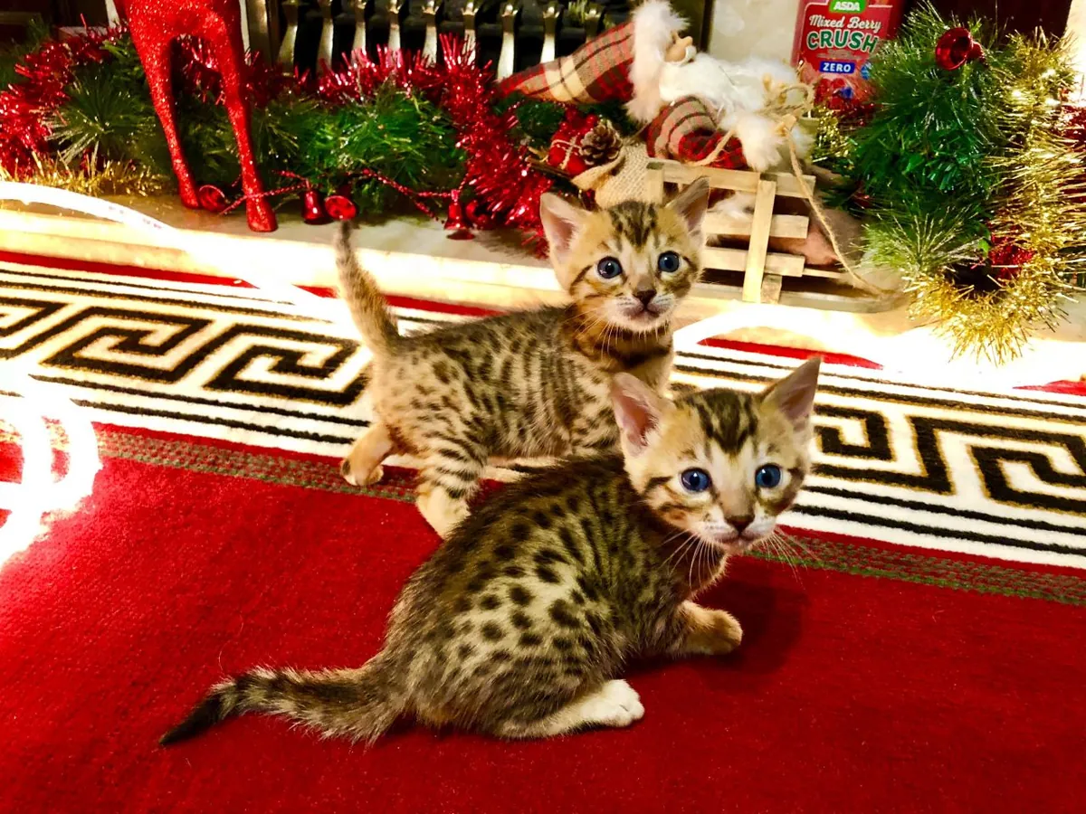 Adorables chatons du Bengale disponibles. Contactez-nous par WhatsApp pour plus d'informations : +27848239748