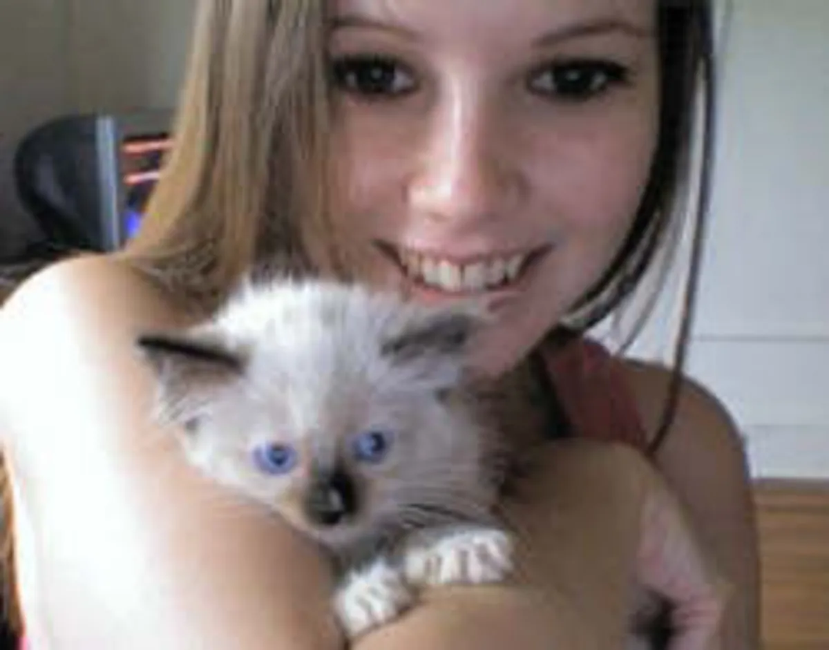 Chatons Ragdoll élevés en famille. Contactez-nous par WhatsApp pour plus d'informations : +27848239748