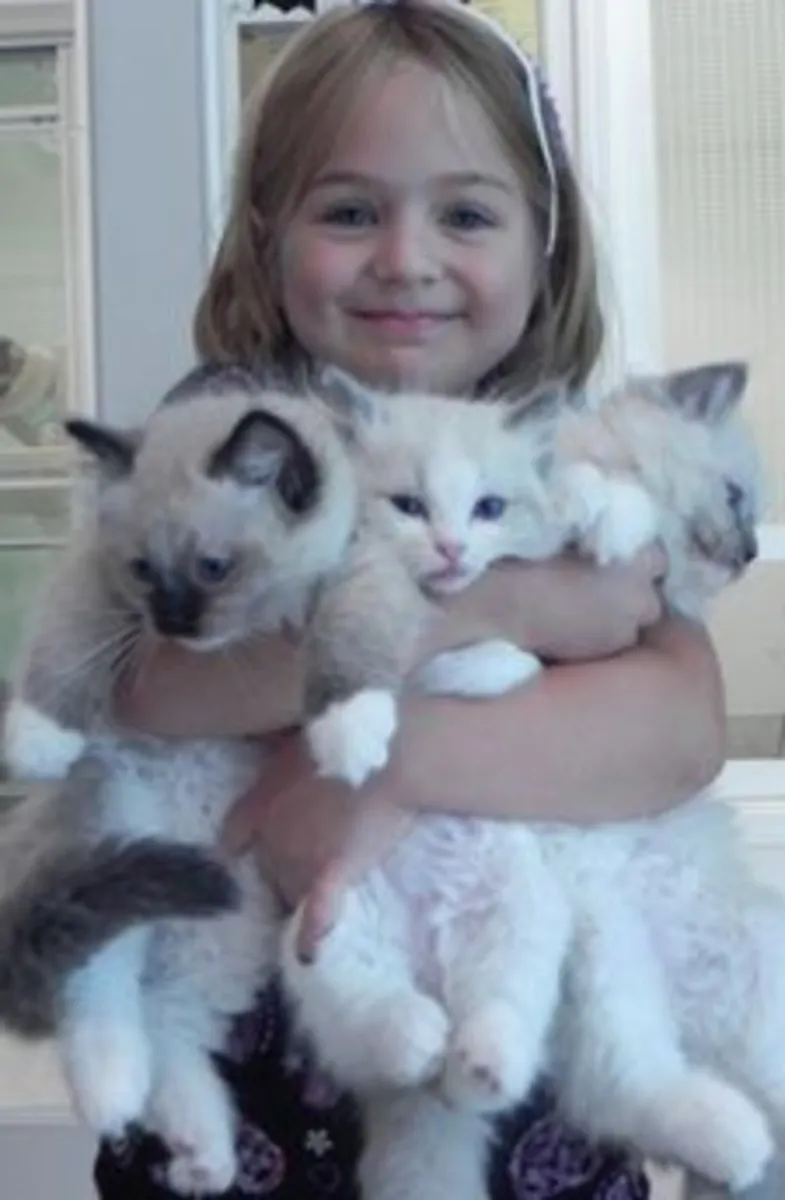 Chatons Ragdoll élevés en famille. Contactez-nous par WhatsApp pour plus d'informations : +27848239748