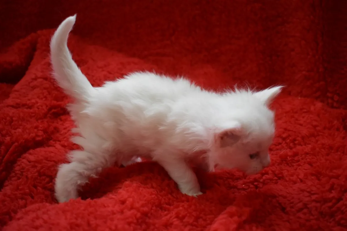 Chatons Maine Coon à vendre. Contactez-nous par WhatsApp pour plus d'informations : +27848239748