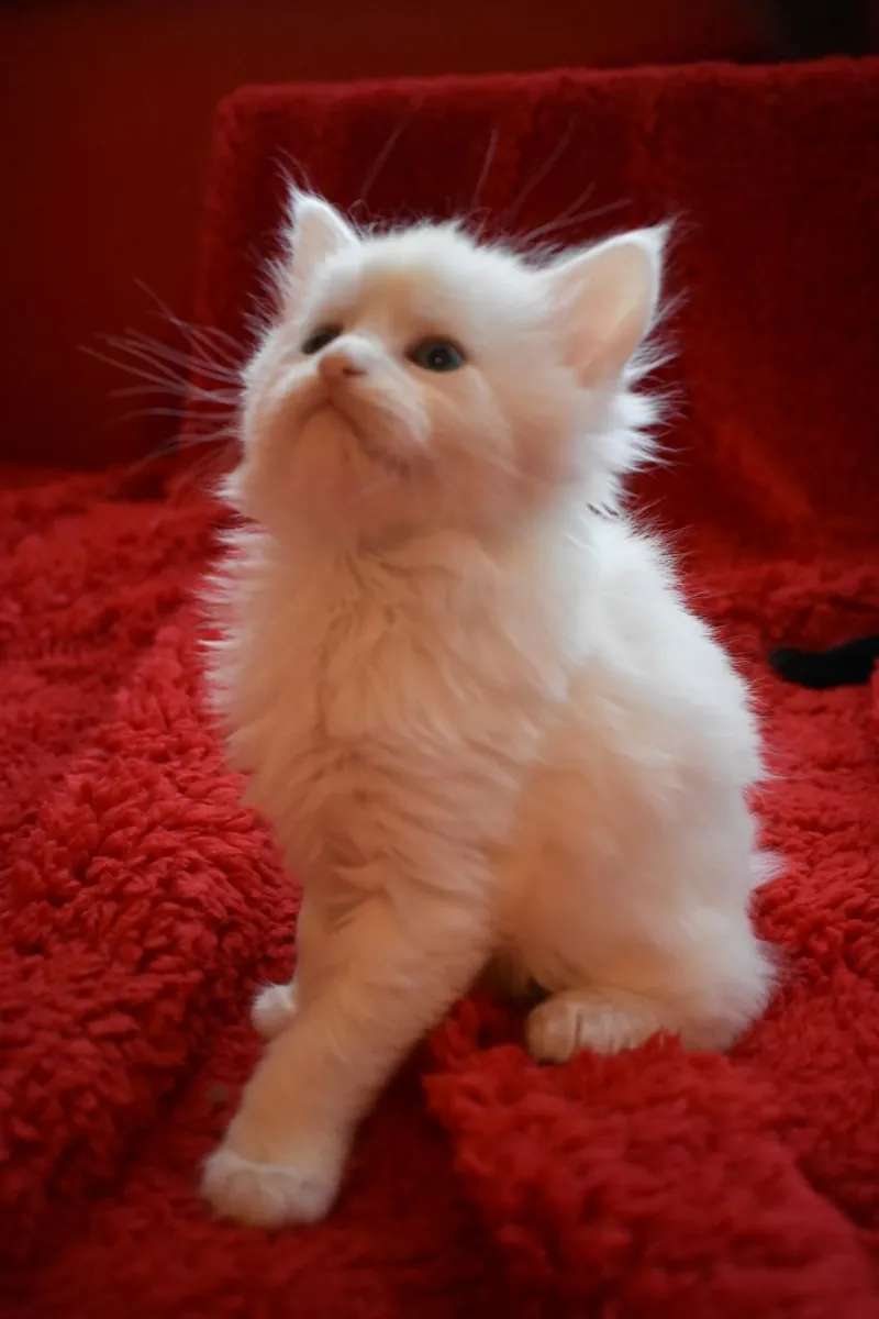 Chatons Maine Coon à vendre. Contactez-nous par WhatsApp pour plus d'informations : +27848239748