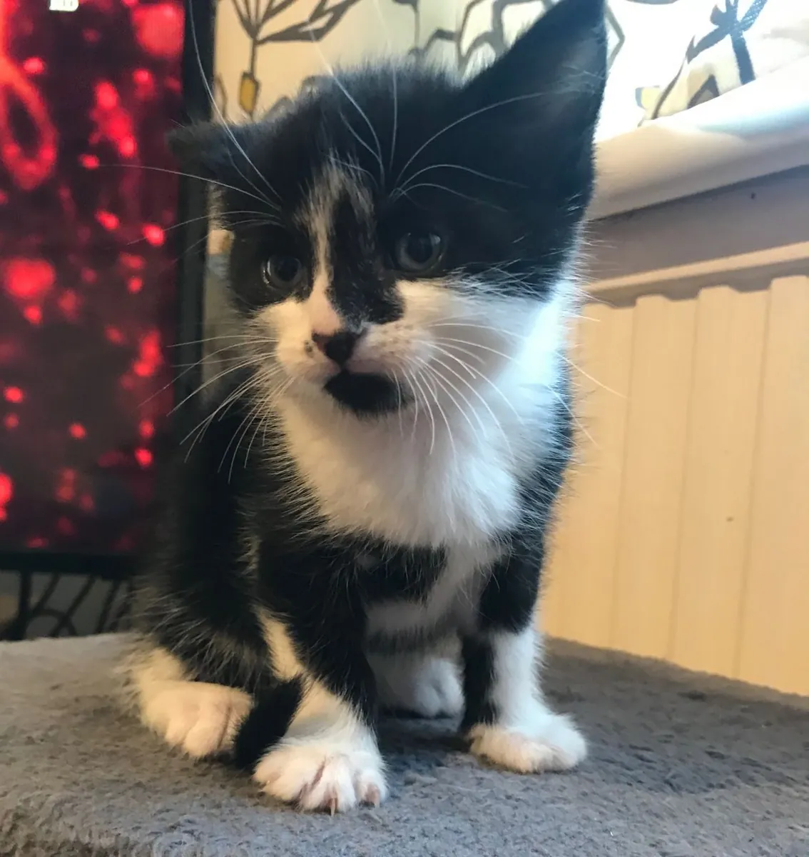 Chatons Maine Coon à vendre. Contactez-nous par WhatsApp pour plus d'informations : +27848239748