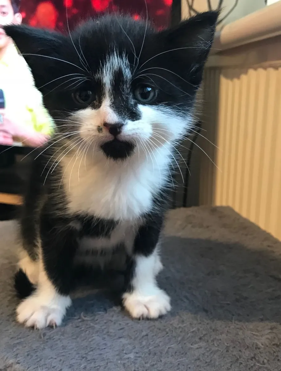 Chatons Maine Coon à vendre. Contactez-nous par WhatsApp pour plus d'informations : +27848239748