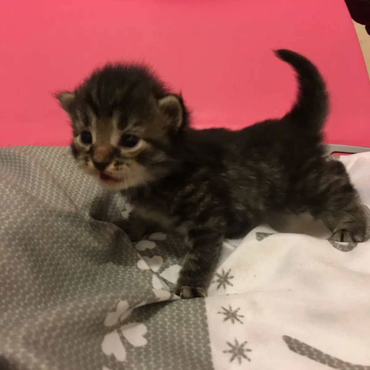 Gatitos siberianos disponibles. Contáctanos por WhatsApp para más información: +27848239748