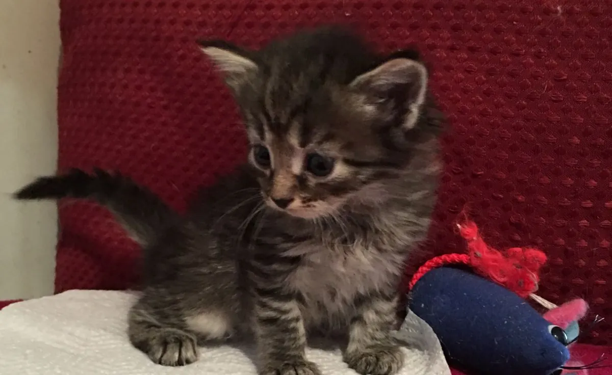 Gatitos siberianos disponibles. Contáctanos por WhatsApp para más información: +27848239748