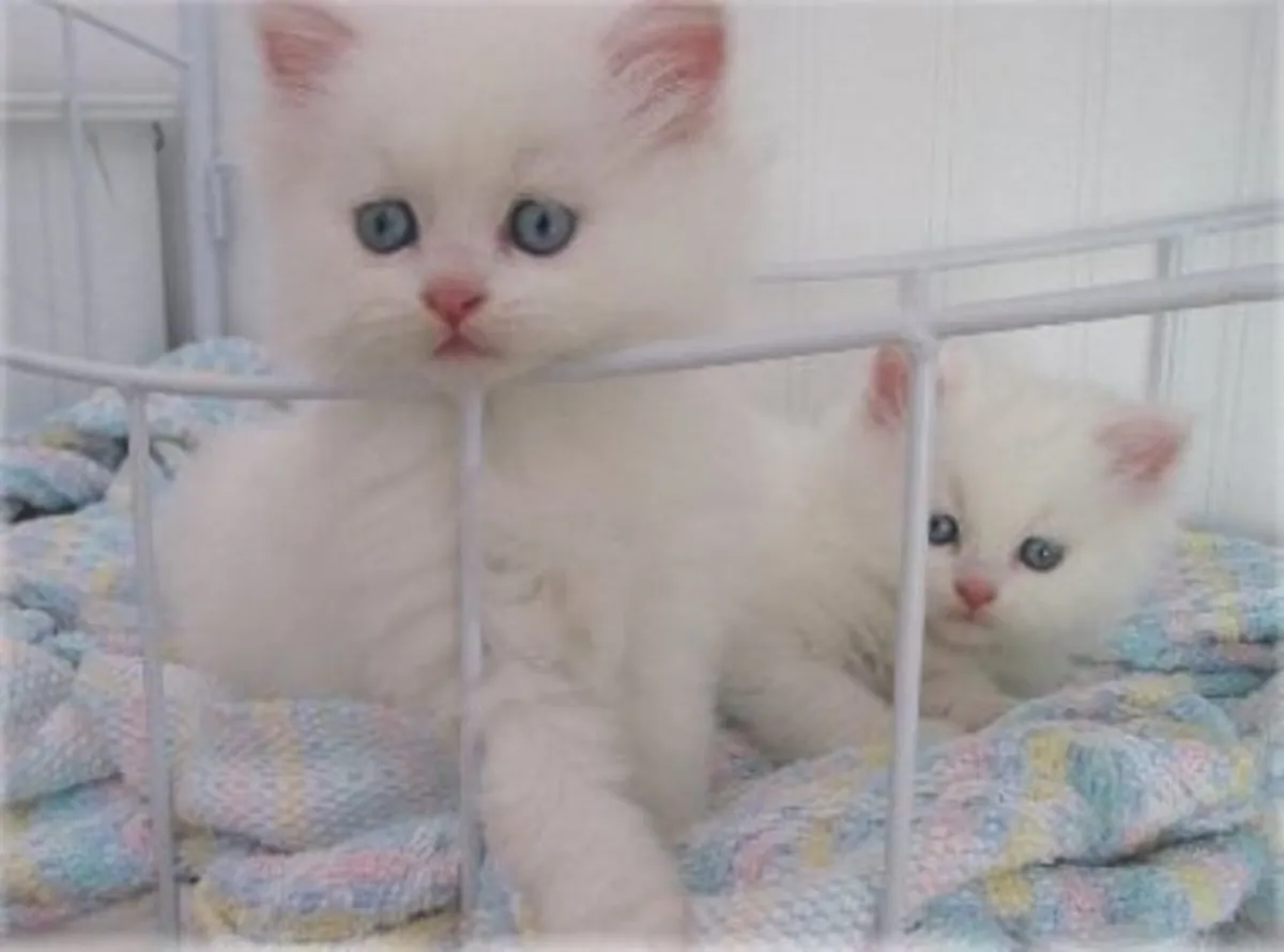 Chaton persan entièrement blanc. Contactez-nous par WhatsApp pour plus d'informations : +27848239748