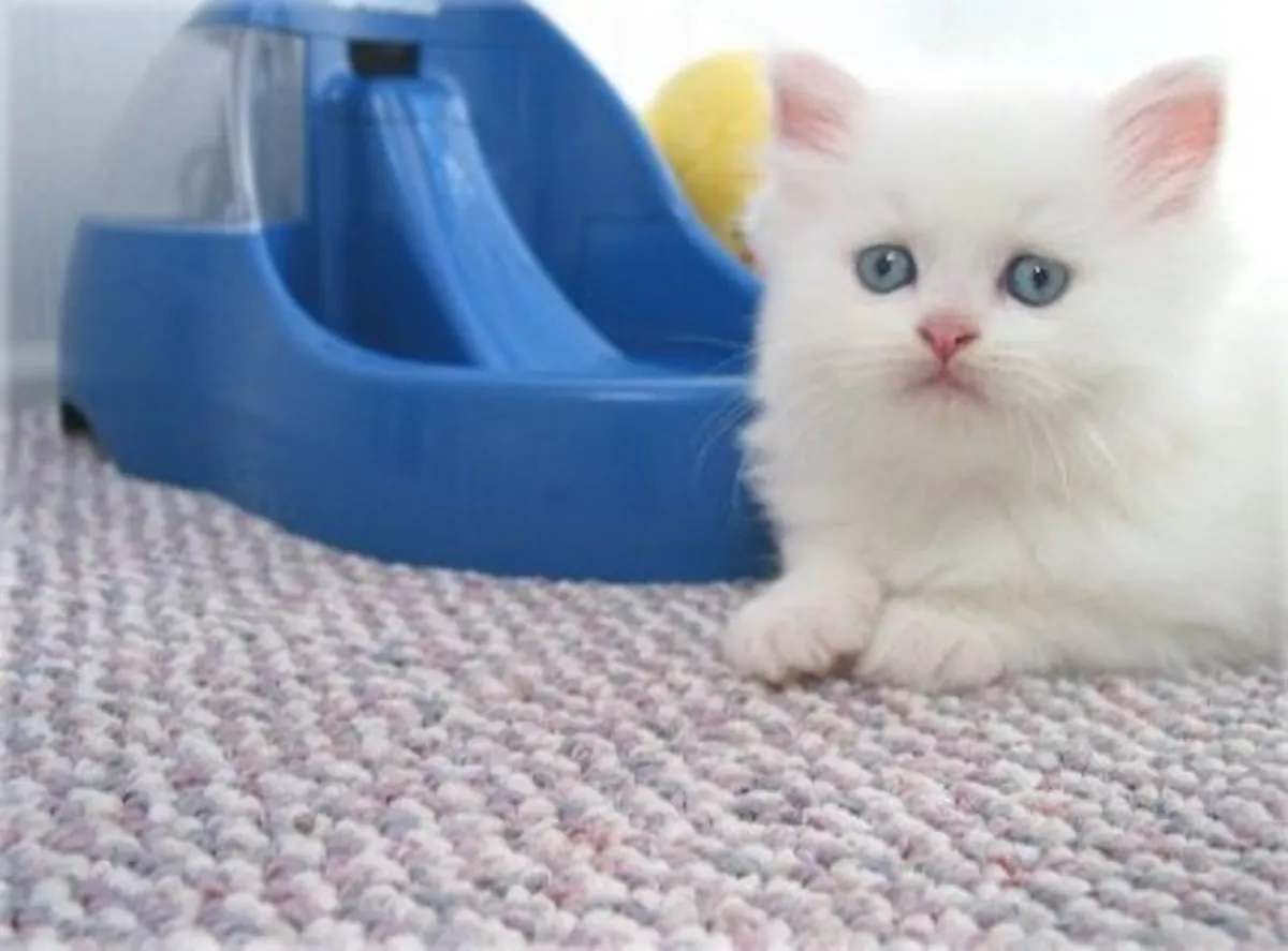 Chaton persan entièrement blanc. Contactez-nous par WhatsApp pour plus d'informations : +27848239748
