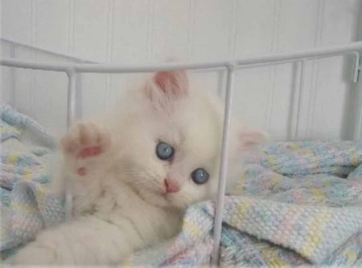 Chaton persan entièrement blanc. Contactez-nous par WhatsApp pour plus d'informations : +27848239748