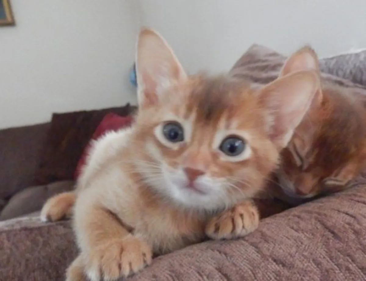 Chatons mâles abyssins. Contactez-nous par WhatsApp pour plus d'informations : +27848239748