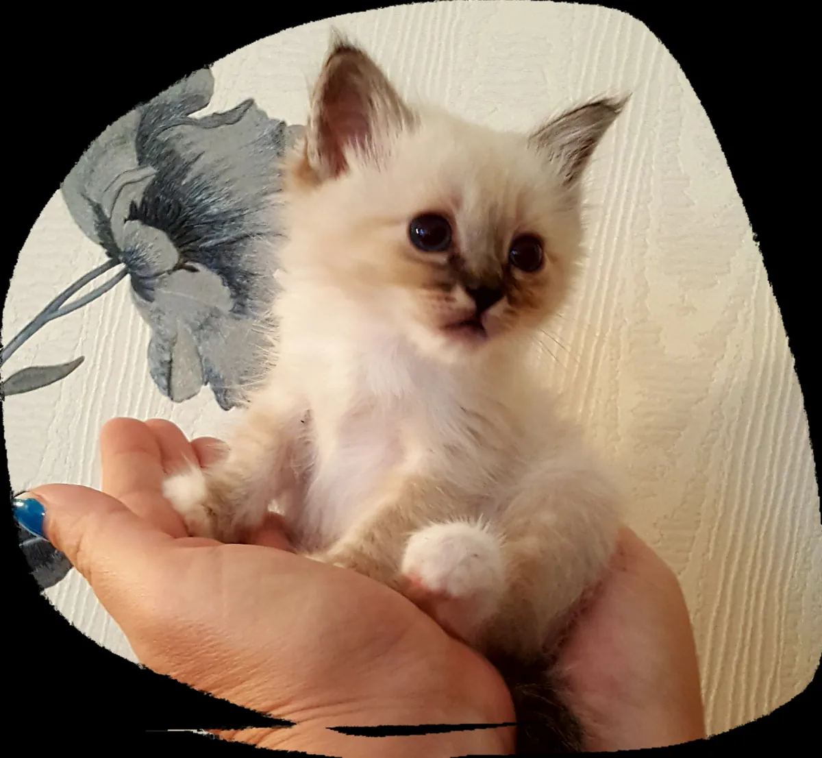 Birman yavru kedi satılıktır. Detaylar için WhatsApp üzerinden bize ulaşın: +27848239748