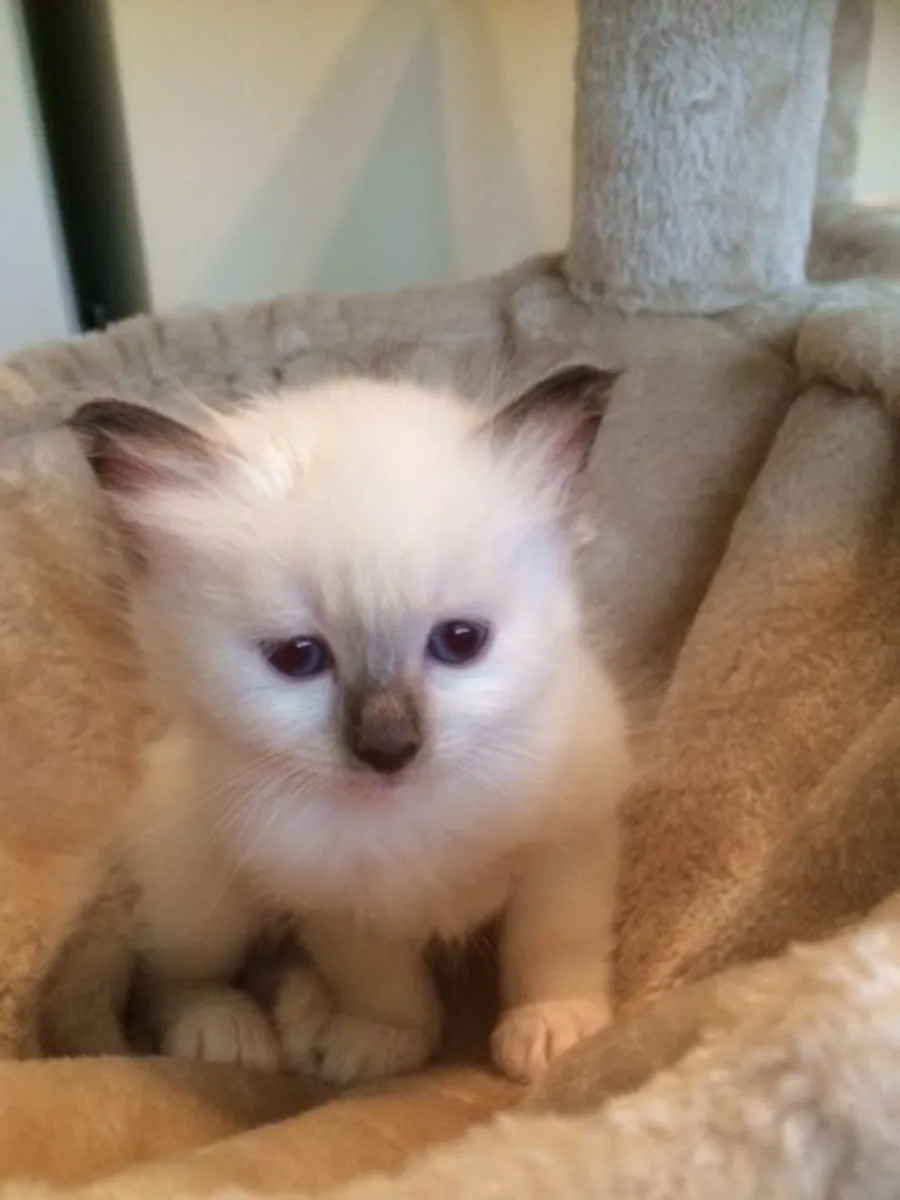 Birman yavru kedi satılıktır. Detaylar için WhatsApp üzerinden bize ulaşın: +27848239748