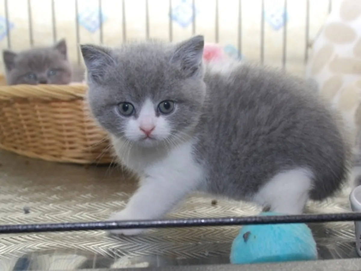 British shorthair Kitten. whatsapp us for details:+27848239748