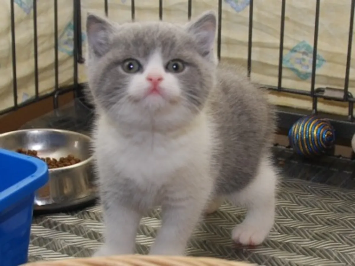 British shorthair Kitten. whatsapp us for details:+27848239748