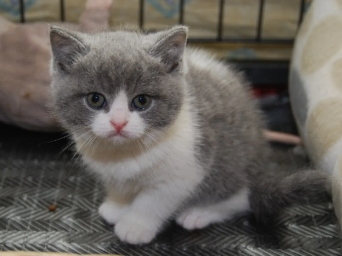 British shorthair Kitten. whatsapp us for details:+27848239748