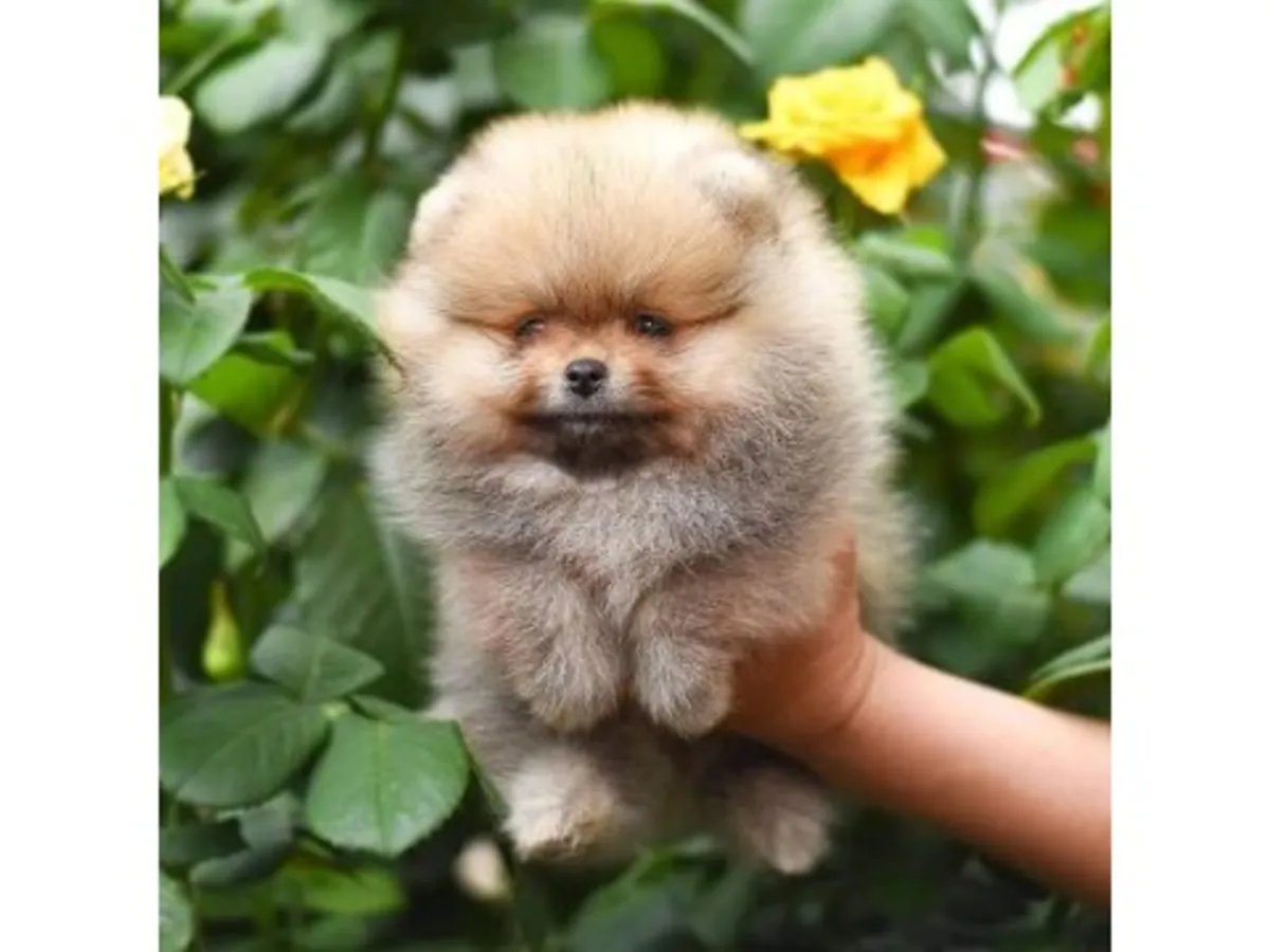 Небольшой, но уверенный в себе самец померанского шпица.