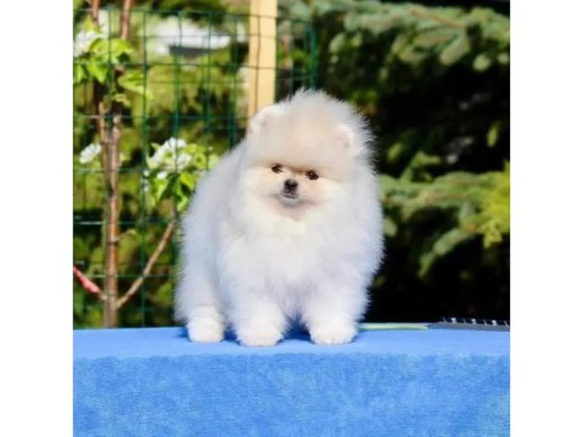Pomerania hembra de temperamento suave
