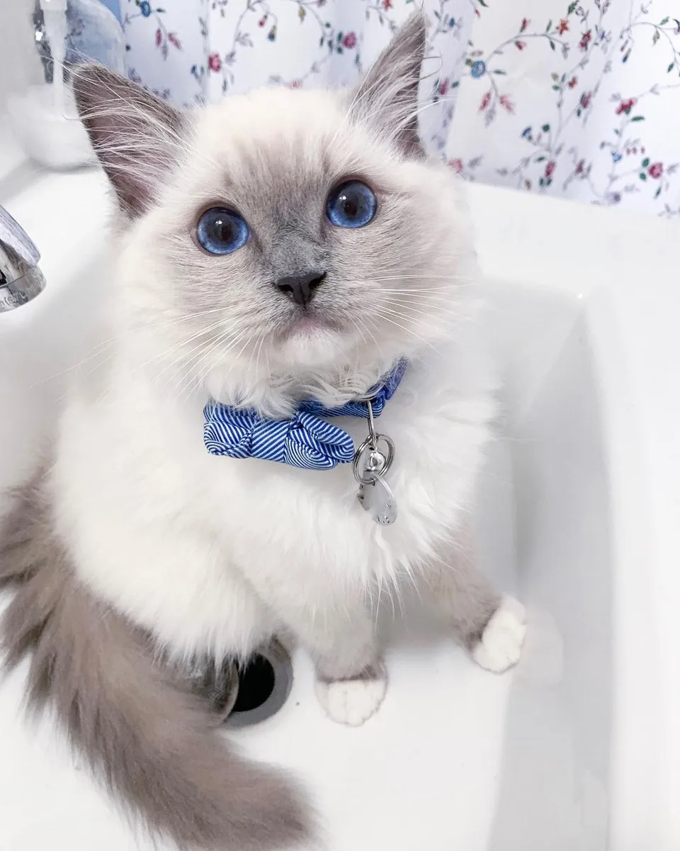 purebred Ragdoll