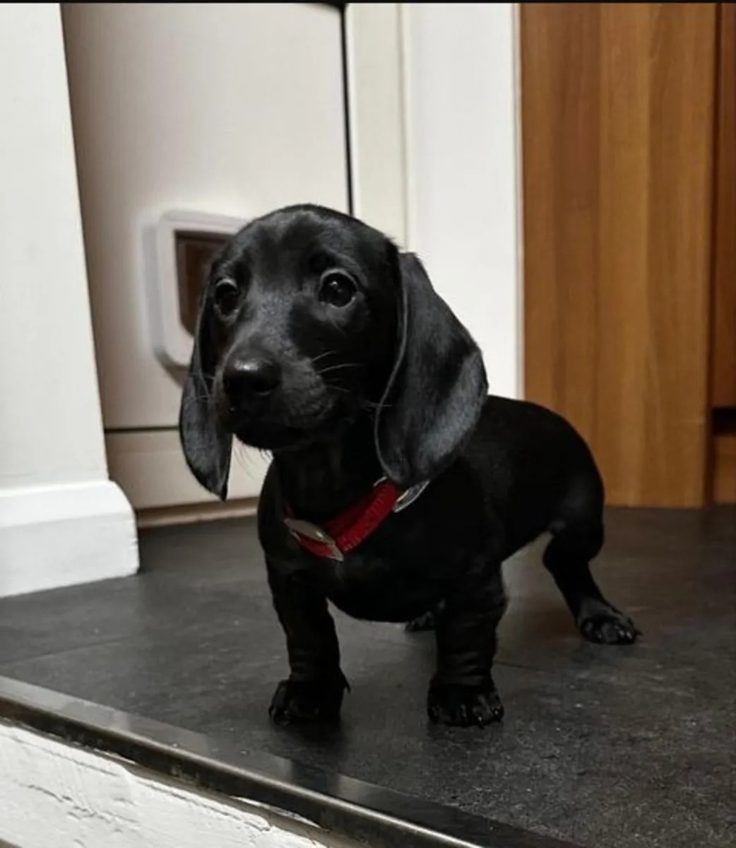 免费迷你腊肠犬幼犬