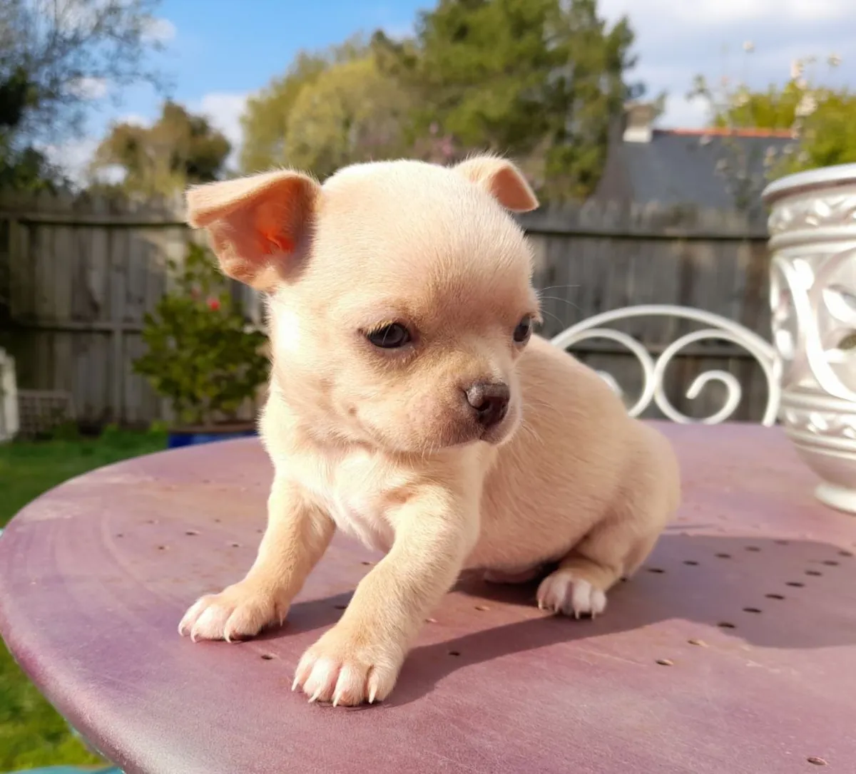 Jolie chiot chihahuahu a donner