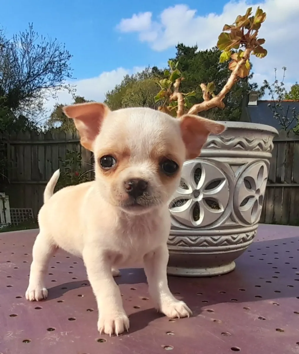  Jolie chiot chihuahua de pure race