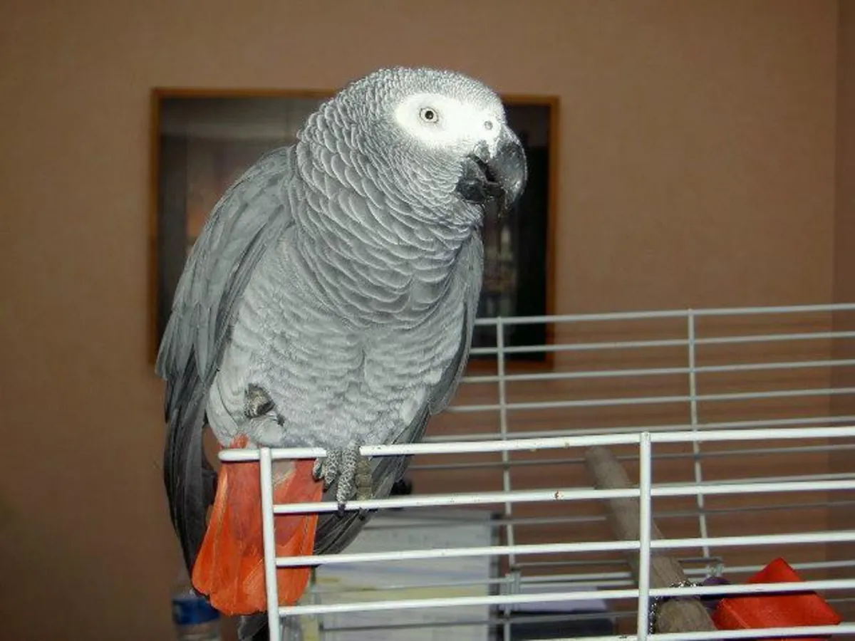  Jolie femelle perroquet gris du Gabon a dooner