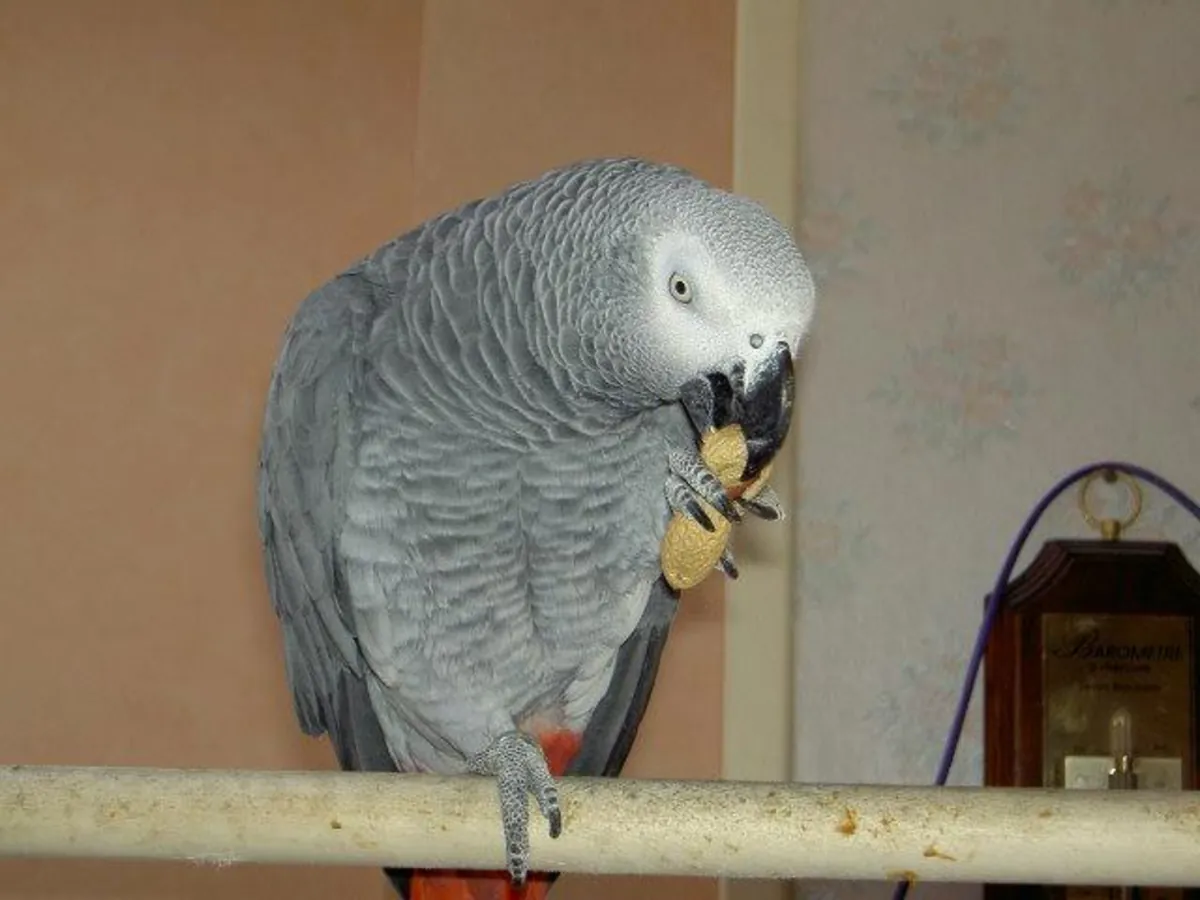  Jolie femelle perroquet gris du Gabon a dooner
