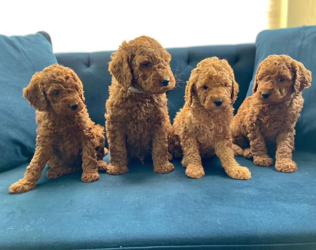 迷你拉布拉多犬幼犬