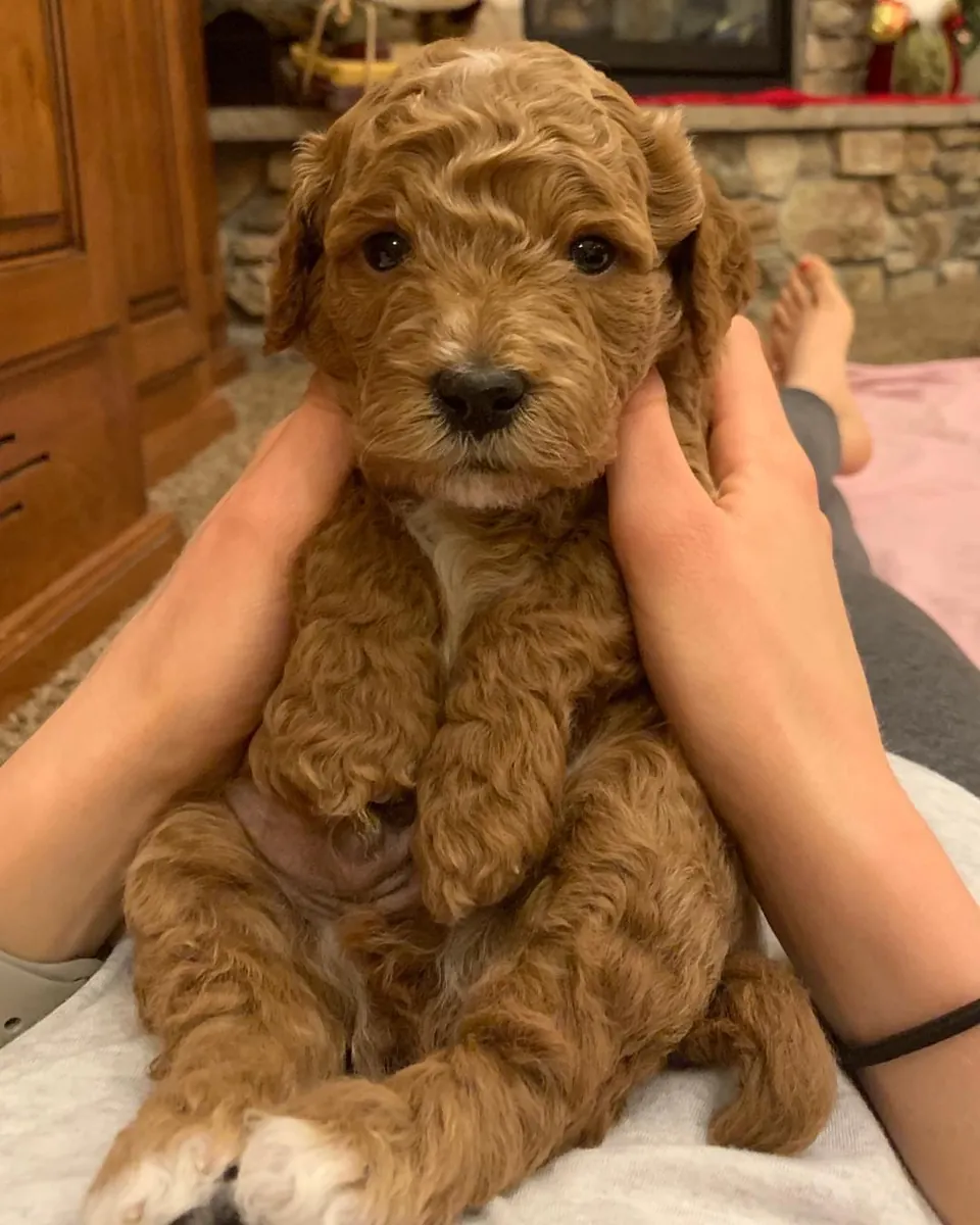 迷你拉布拉多犬幼犬