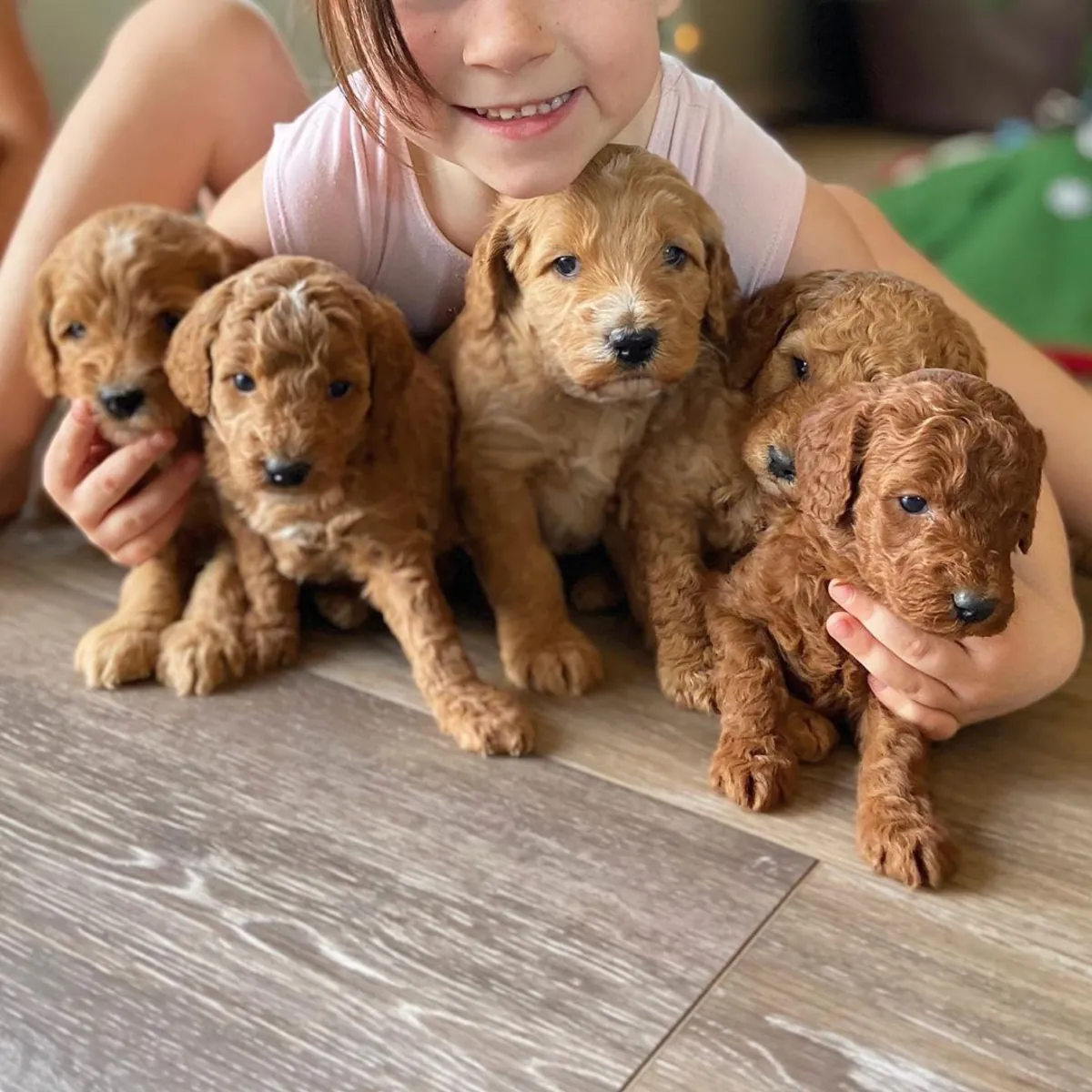 迷你拉布拉多犬幼犬