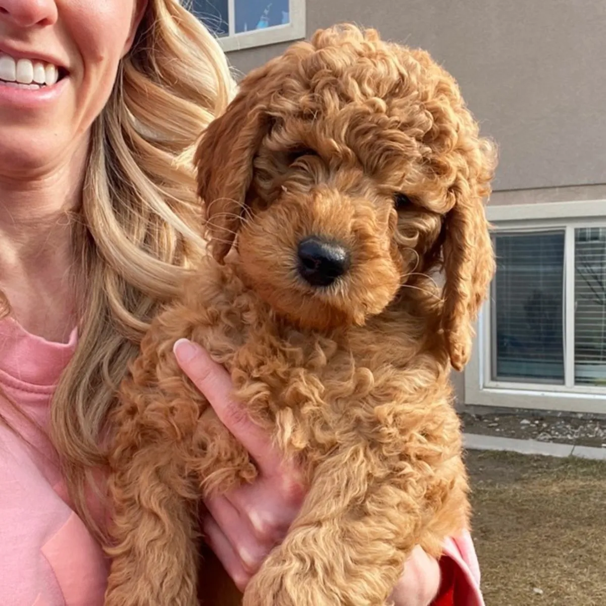 迷你拉布拉多犬幼犬