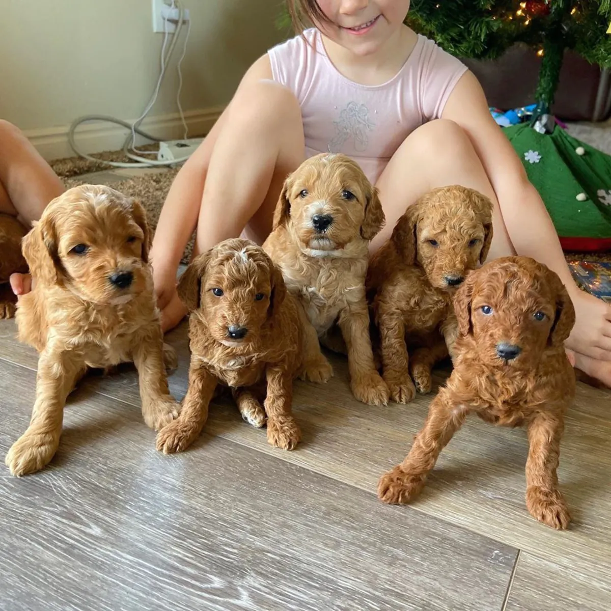 迷你拉布拉多犬幼犬