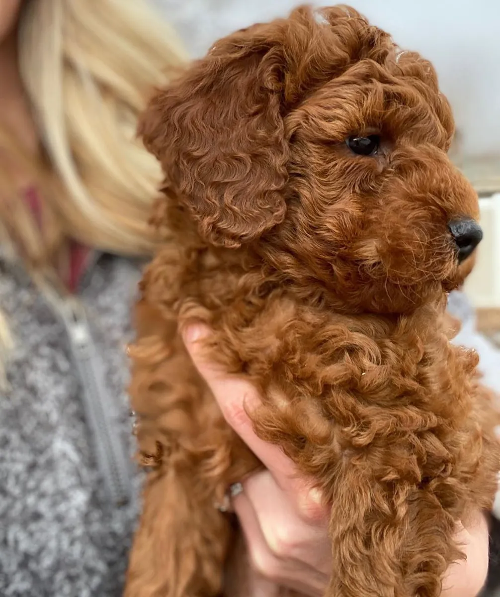 迷你拉布拉多犬幼犬