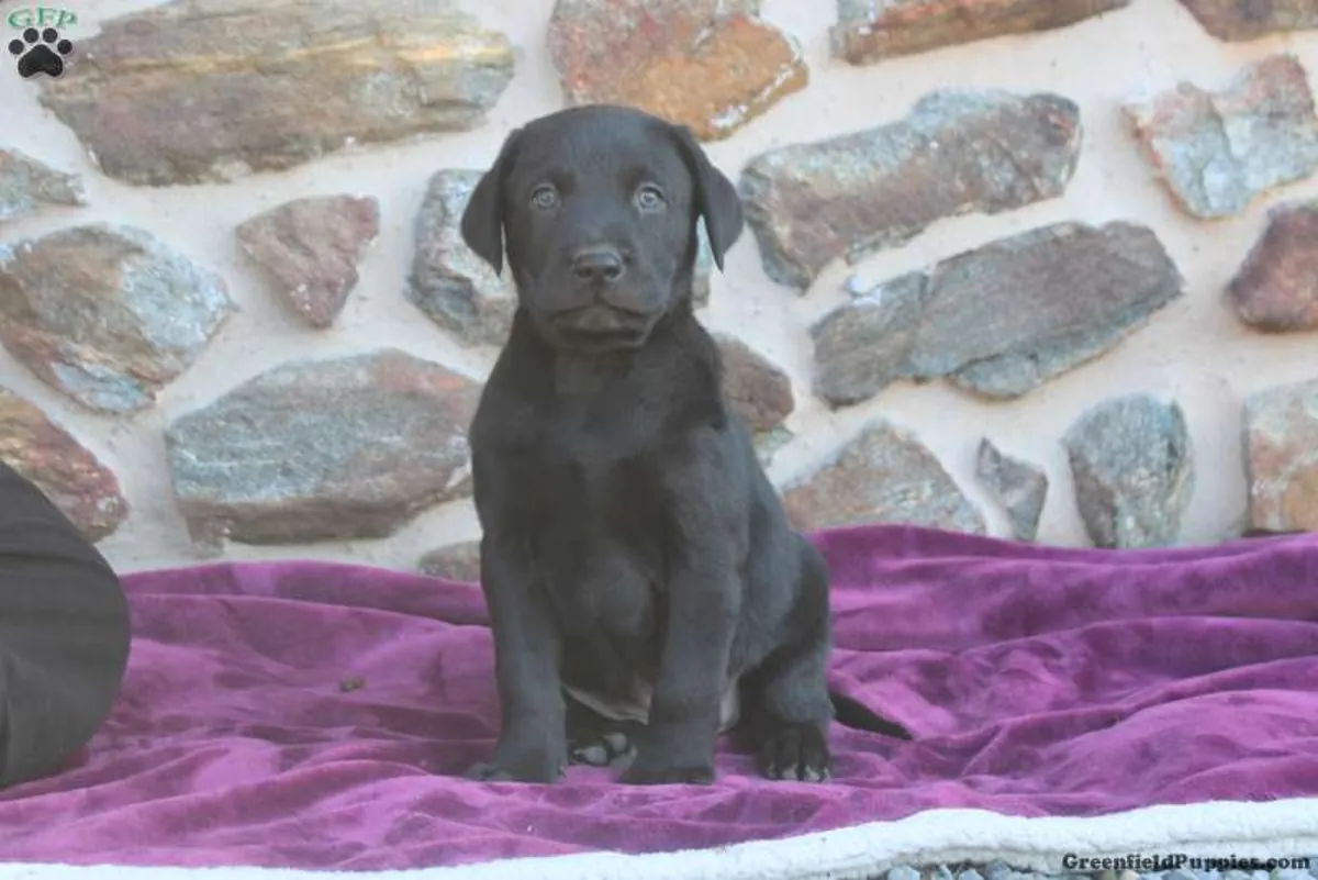 Adorables chiots Labradoodle miniatures F1B 🐾🐕 🐾