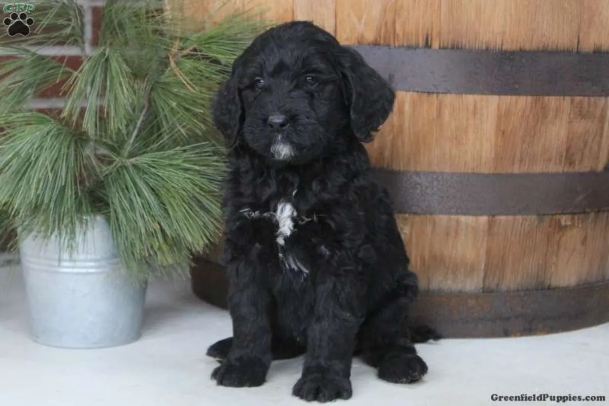 Adorables chiots Labradoodle miniatures F1B 🐾🐕 🐾