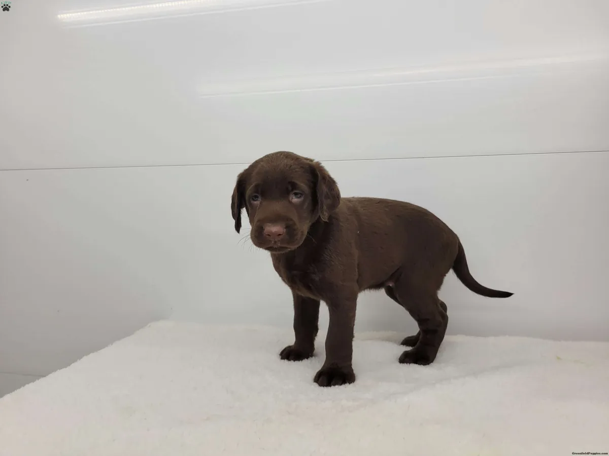 Stunning F2 Labradoodle pups... Available soon