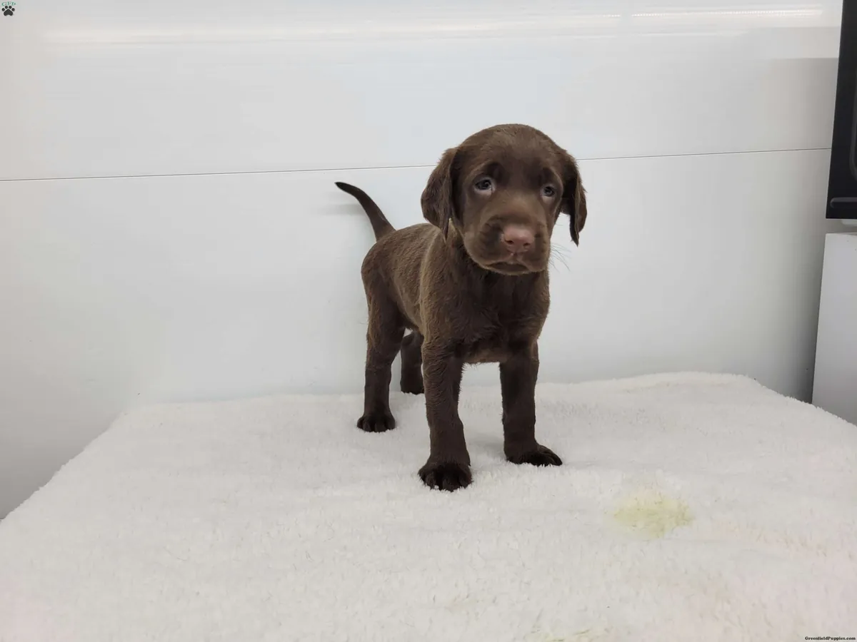 Stunning F2 Labradoodle pups... Available soon