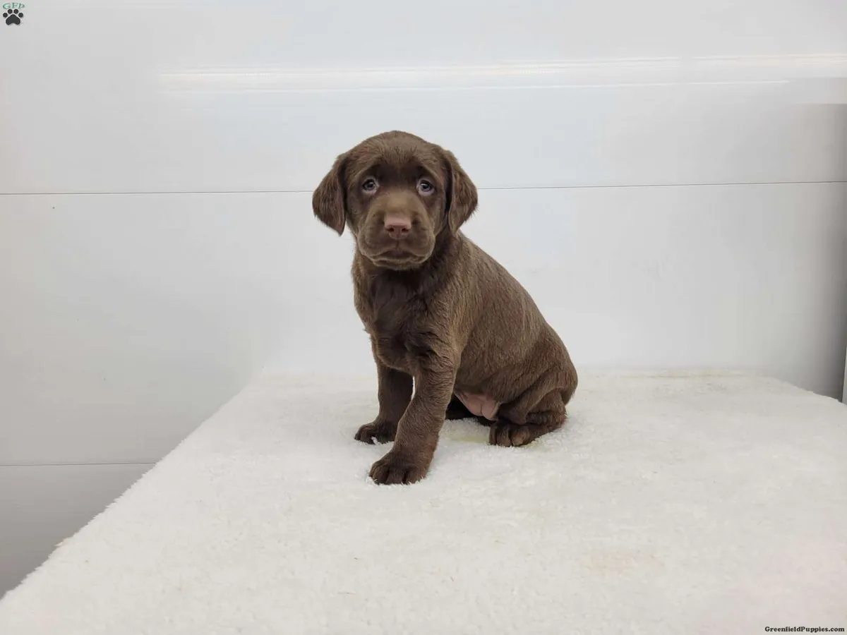 Stunning F2 Labradoodle pups... Available soon