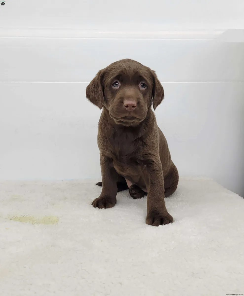 Stunning F2 Labradoodle pups... Available soon
