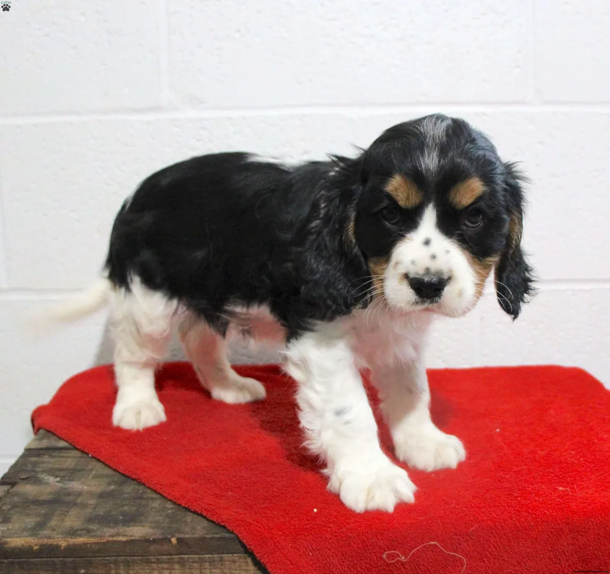 Magnifiques chiots Cavalier King Charles à vendre