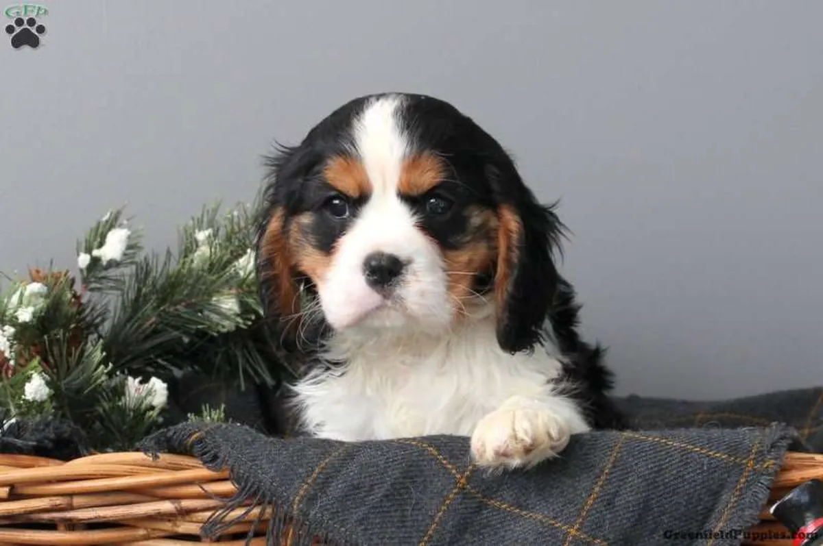 Magnifiques chiots Cavalier King Charles à vendre