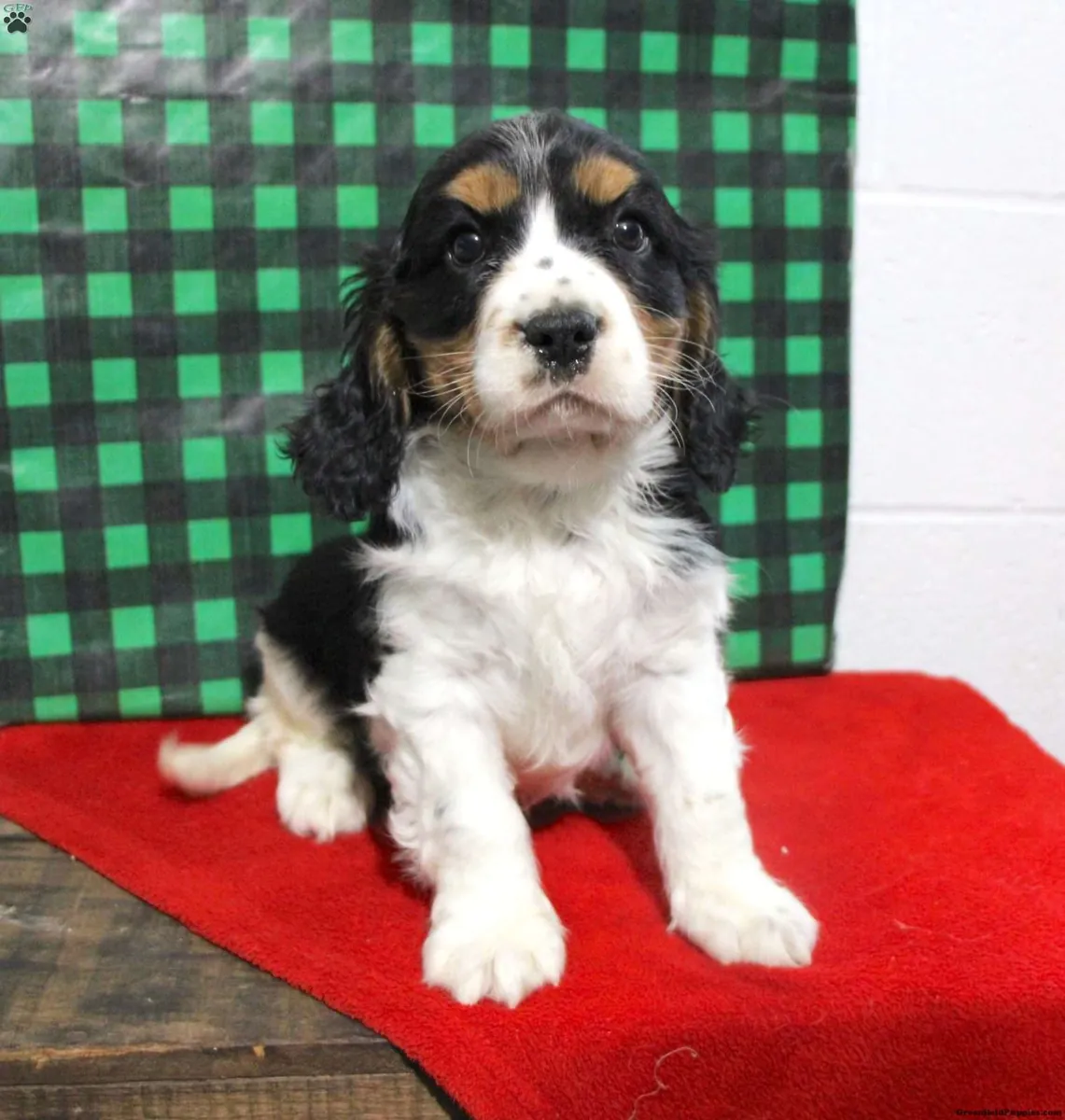 Magnifiques chiots Cavalier King Charles à vendre