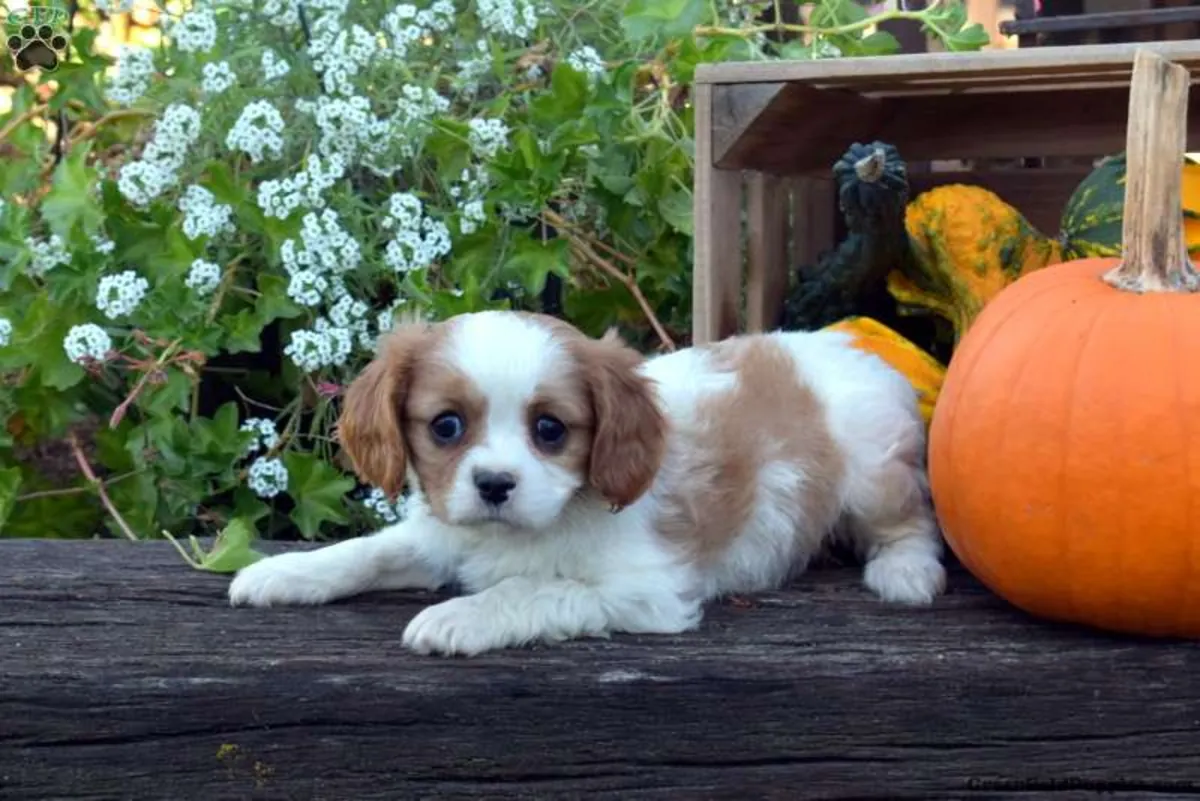Último hijo de pura raza King Charles Blenheim ♥️
