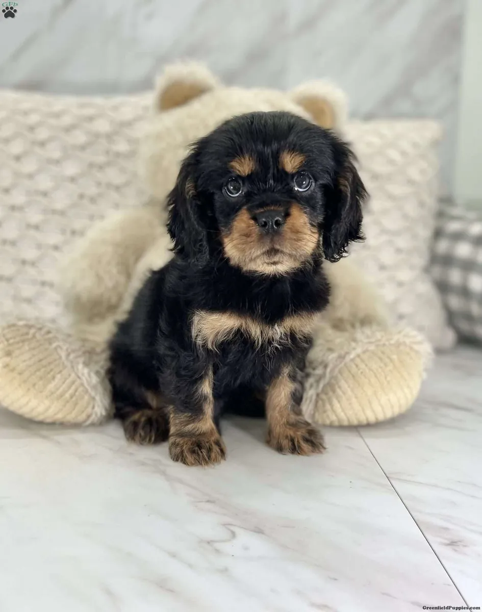 Pure King Charles cavalier puppies